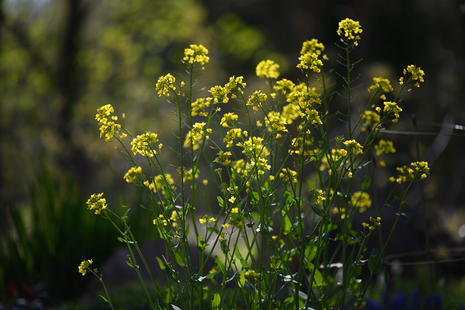 菜の花