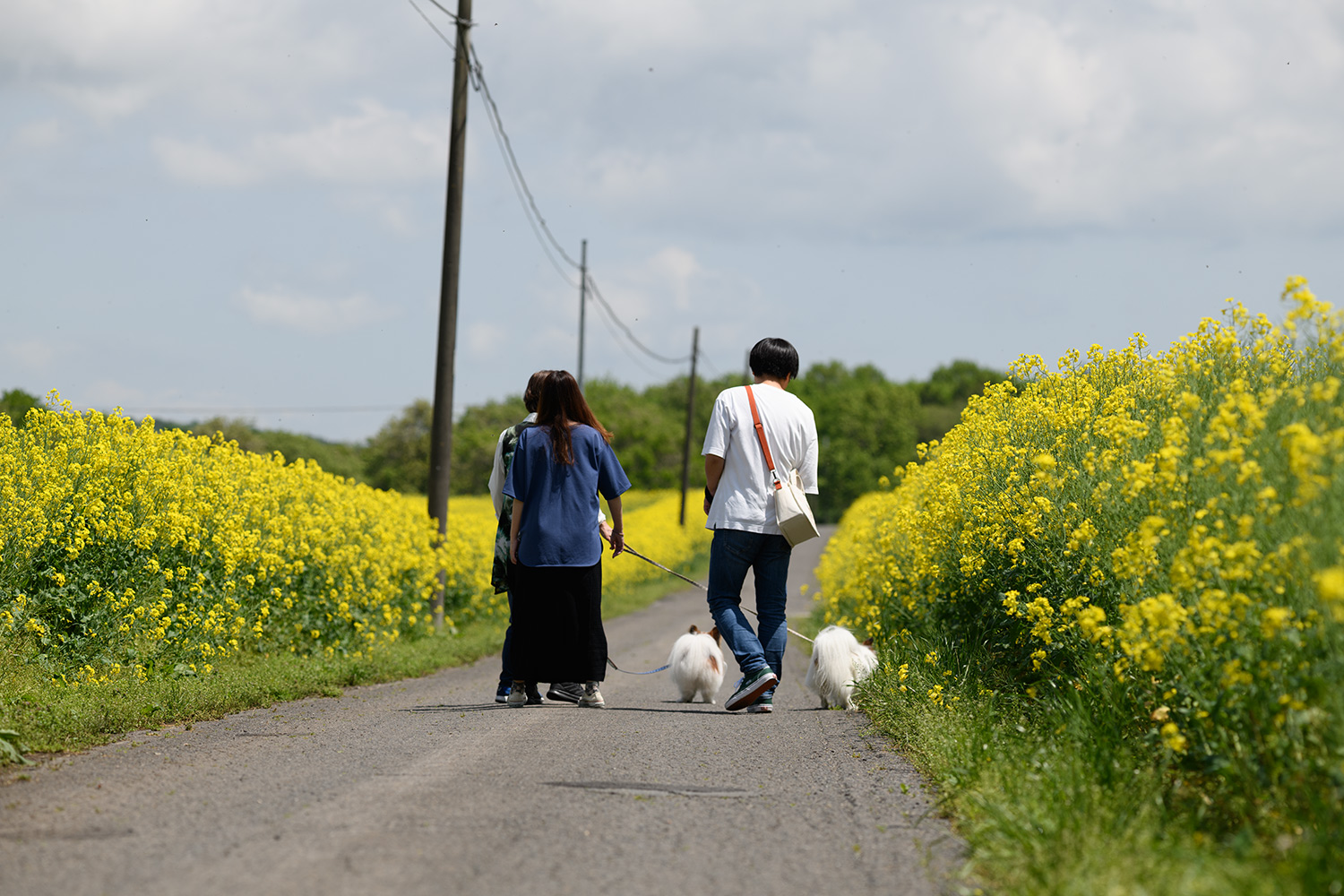菜の花畑